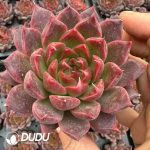 Echeveria Orange Purple Jam