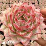 Echeveria Yves Piaget Rose
