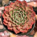 Echeveria Breakpoint