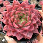 Echeveria Cherry