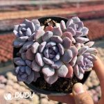 Echeveria Mist Garden Clustering