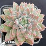 Echeveria Dark-striped Monster