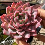 Echeveria Cherry Blossom Wine