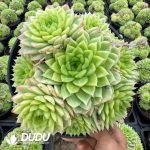 Echeveria Xiangse Clustering