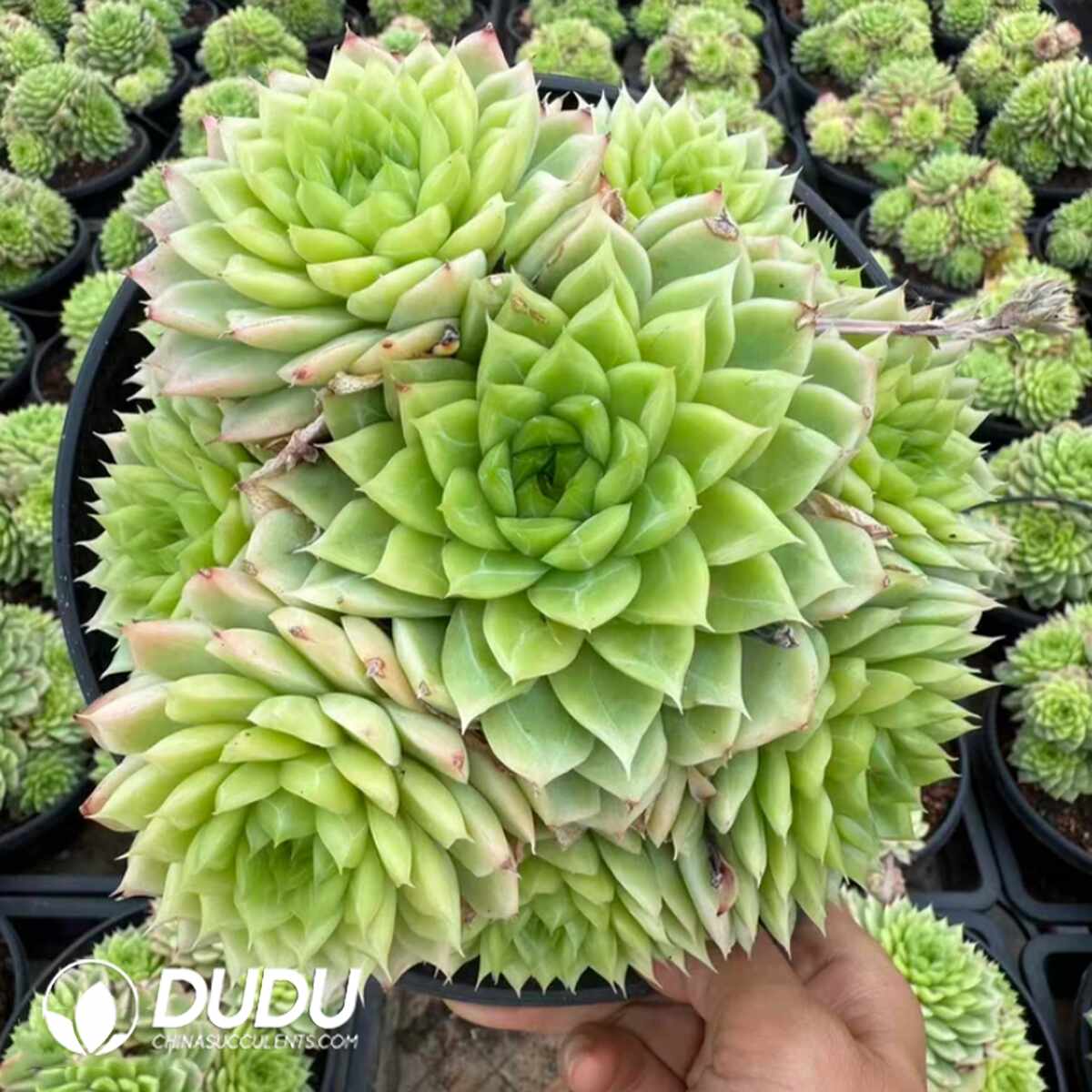 e201-1294.jpg Echeveria Xiangse Clustering - Image 1