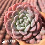 Echeveria White diamond