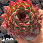 Echeveria Mo Kui