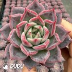 Echeveria Libra