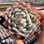 Echeveria Fairy Claw