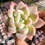 Echeveria White Yulan