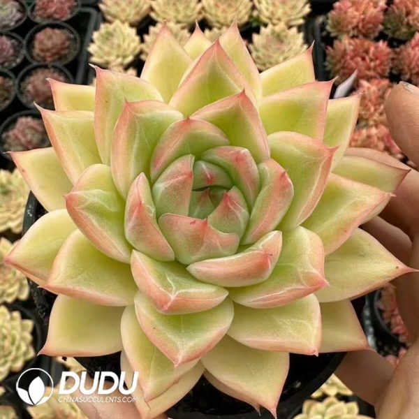 e201-13.jpg Echeveria Bangkok Big Palace - Image 1