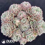 Echeveria Benba Clustering