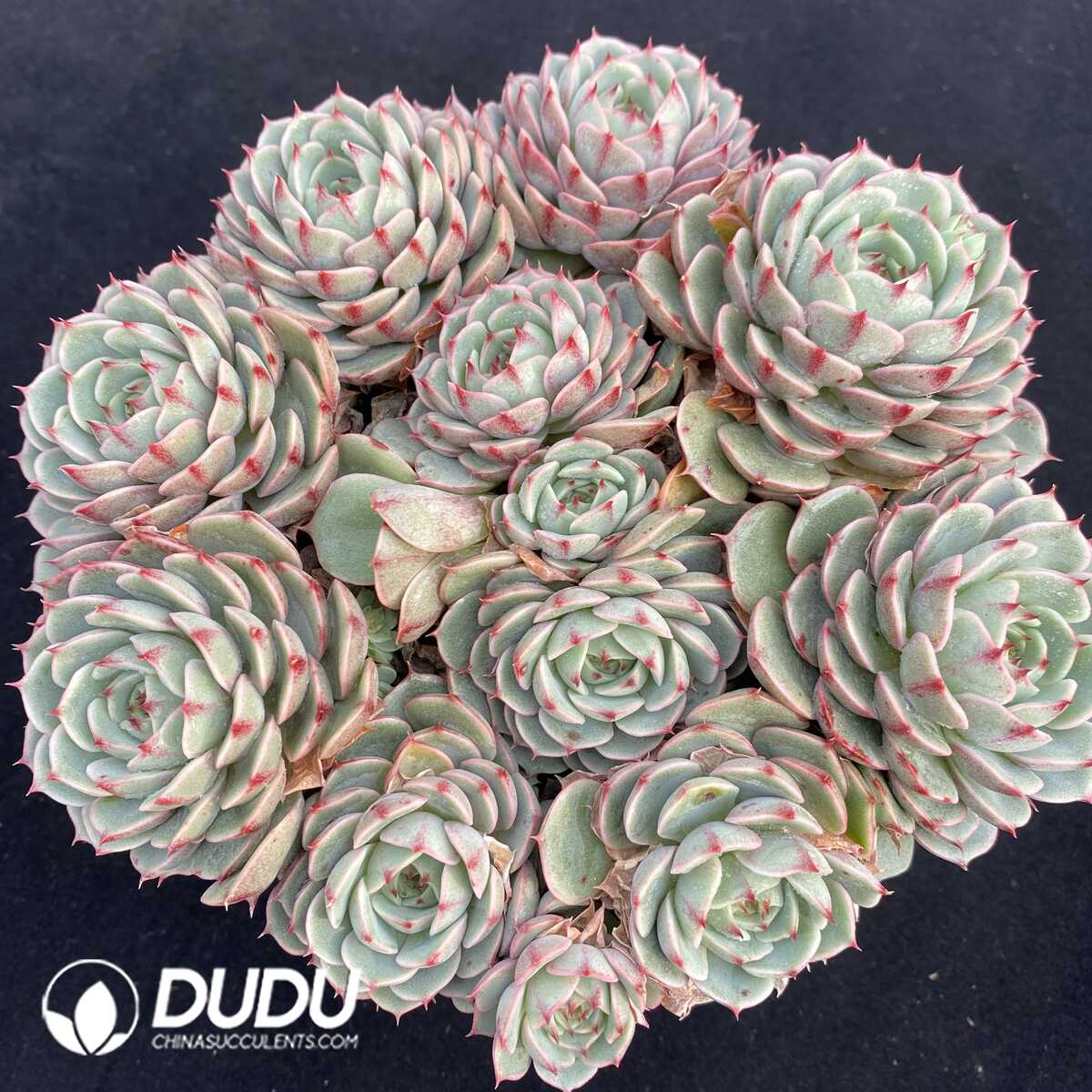 e201-130.jpg Echeveria Benba Clustering - Image 1