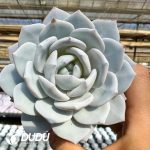 Echeveria Snow lotus