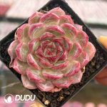 Echeveria Wang Qing Princess
