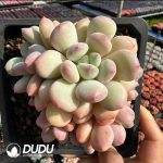 Pachyphytum Happy Candy