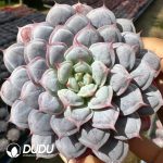 Echeveria Flowing Light Harp