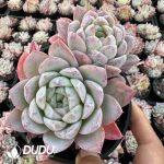 Echeveria Himalaya (Random Heads)