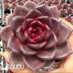 Echeveria Norwegian Wood