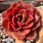 Echeveria Holiday Princess