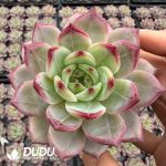 Echeveria Six Meridians Divine Sword