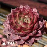 Echeveria Single Glance Lasts Lifetime.