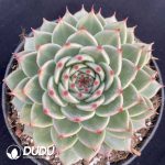 Echeveria Toscanelli