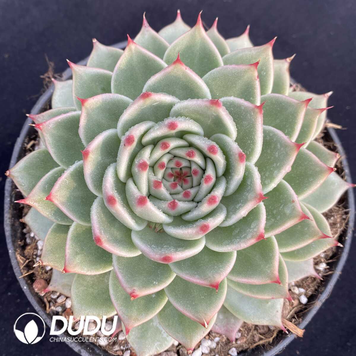 e201-131.jpg Echeveria Toscanelli - Image 1