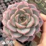 Echeveria Magic Mirror