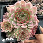 Echeveria Nightingale Clustering