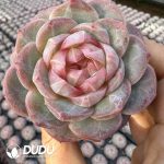 Echeveria The Old Buddha