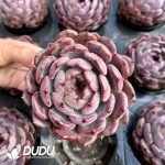 Echeveria Purple Sandalwood