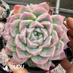 Echeveria Stone Queen