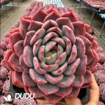 Echeveria Pink Memories