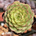 Echeveria Harry Potter