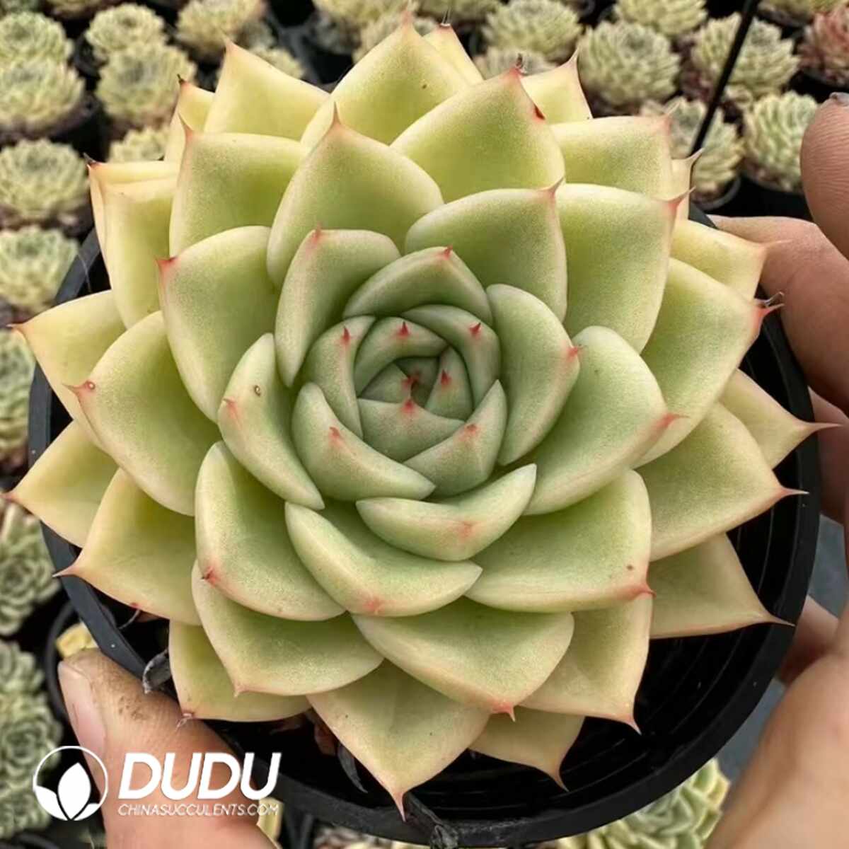 e201-1319.jpg Echeveria Drunken Dream - Image 1