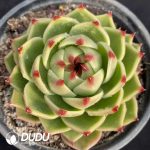 Echeveria Blue Dragon