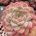 Echeveria Egyptian Pharaoh