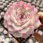 Echeveria Cherry