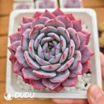 Echeveria Shuqi