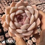 Echeveria Yunzhong He