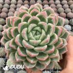 Echeveria Snowflake Tsingtao Beer