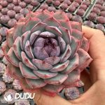 Echeveria Smurfs
