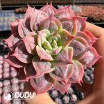 Echeveria The Drunken Beauty