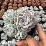 Echeveria Siren Cluster