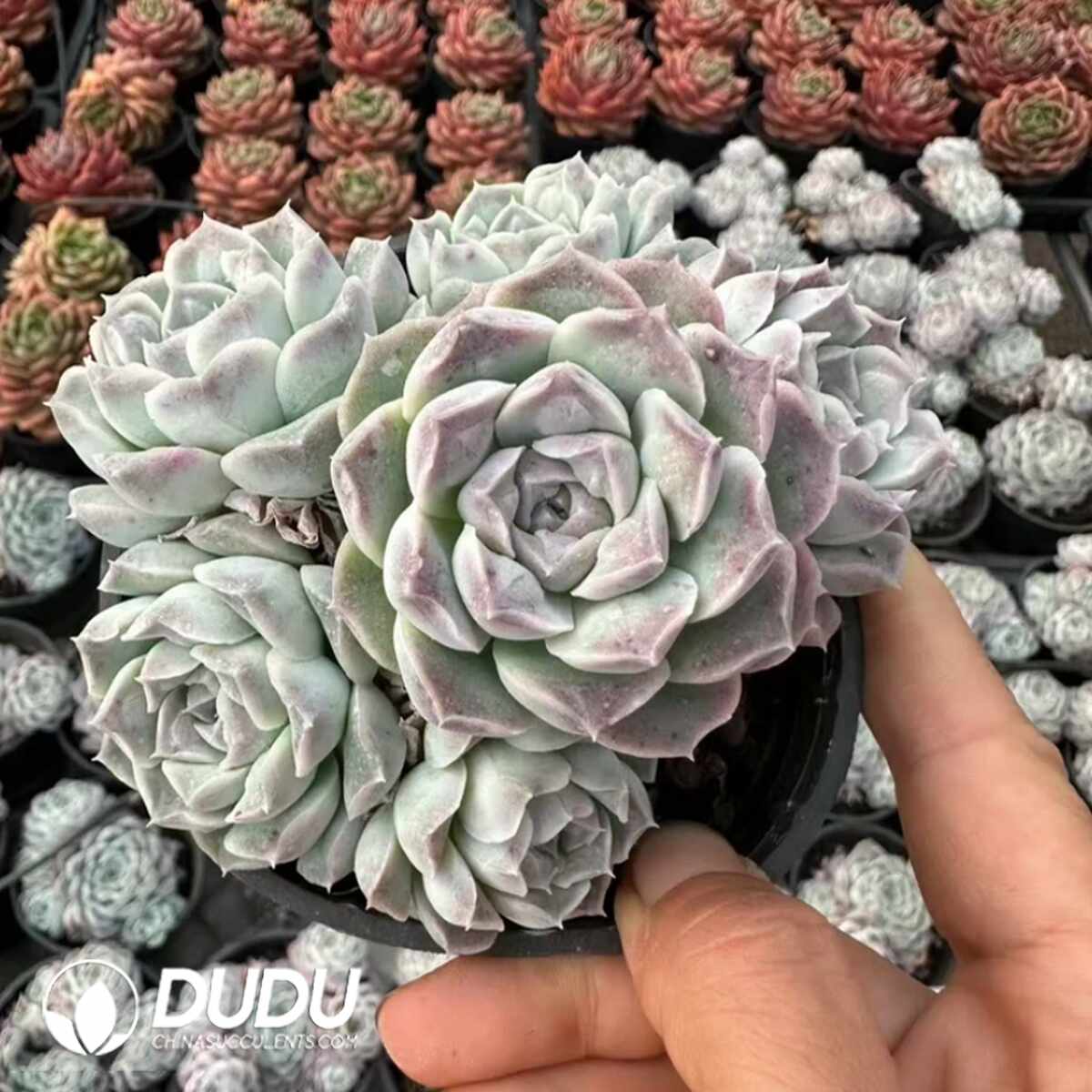 e201-1328.jpg Echeveria Siren Cluster - Image 1