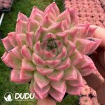 Echeveria Fragrant Lily