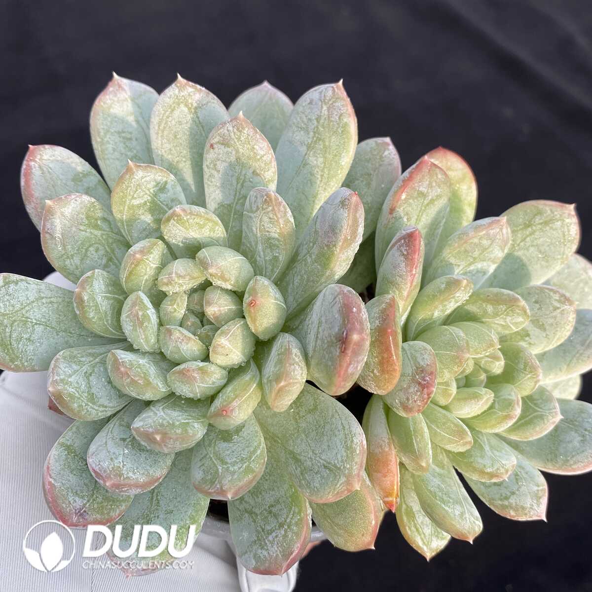 e201-133.jpg Echeveria Patek Philippe Double Head - Image 1