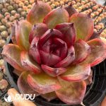 Echeveria Starry Night Prince