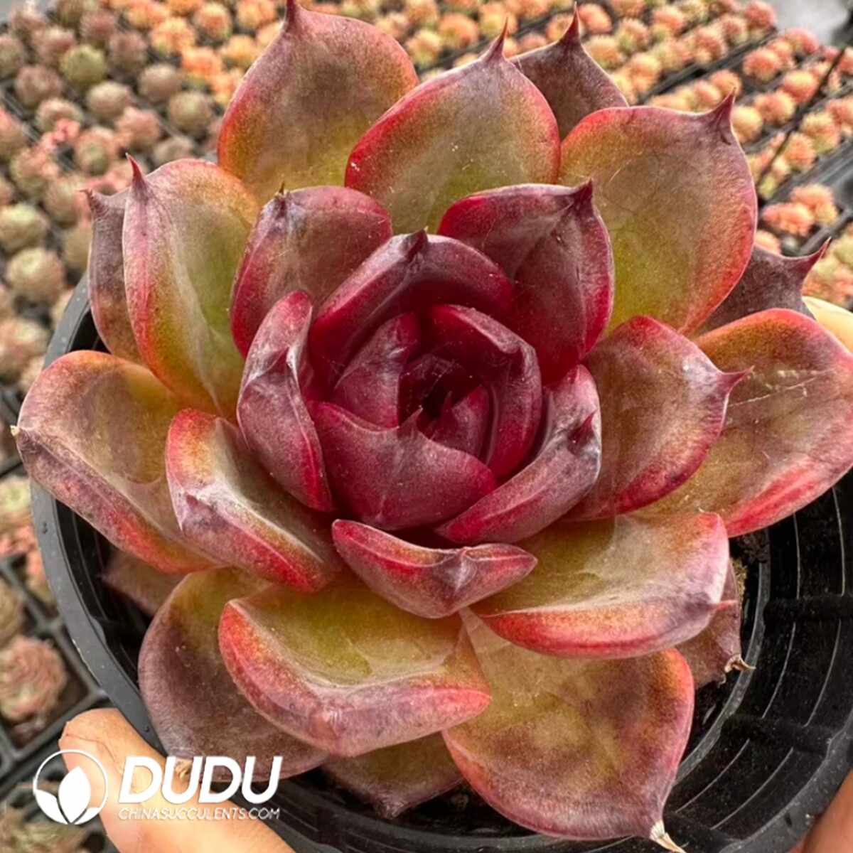 e201-1331.jpg Echeveria Starry Night Prince - Image 1